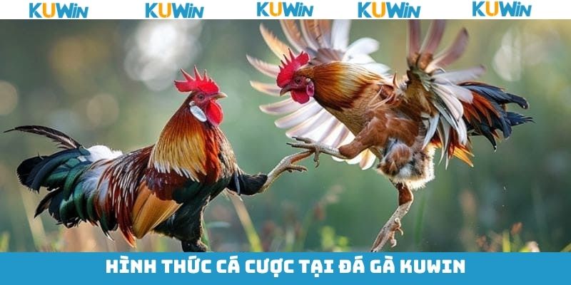 Điểm qua các hình thức đá gà tại KUwin phổ biến nhất Điểm qua các hình thức đá gà tại KUwin phổ biến nhất